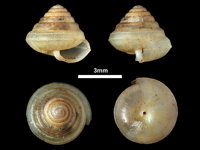 image of Philalanka mononema (b)