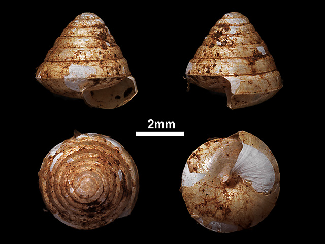 image of Philalanka secessa (b)