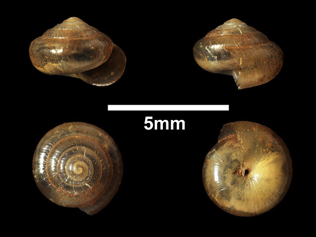 image of P.thwaitesi var.suavis (a)