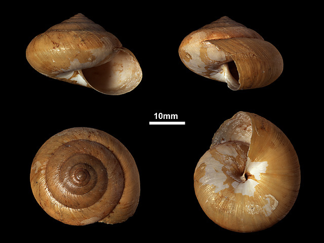 image of Euplecta rosamonda (a)