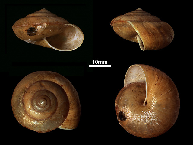 image of Euplecta rosamonda (b)