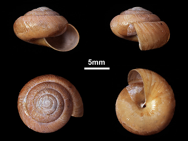 image of Euplecta subopaca (b)