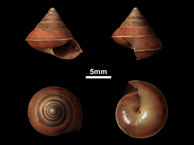 image of Euplecta turritella (a)