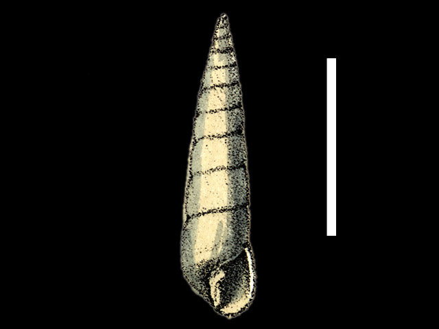image of Digoniaxis cingalensis