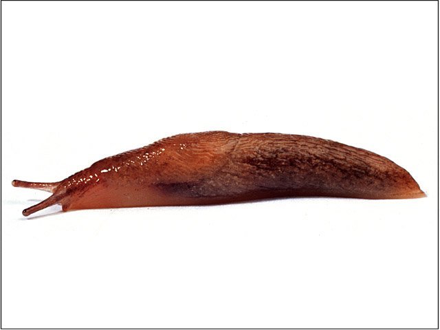 image of Deroceras reticulatum