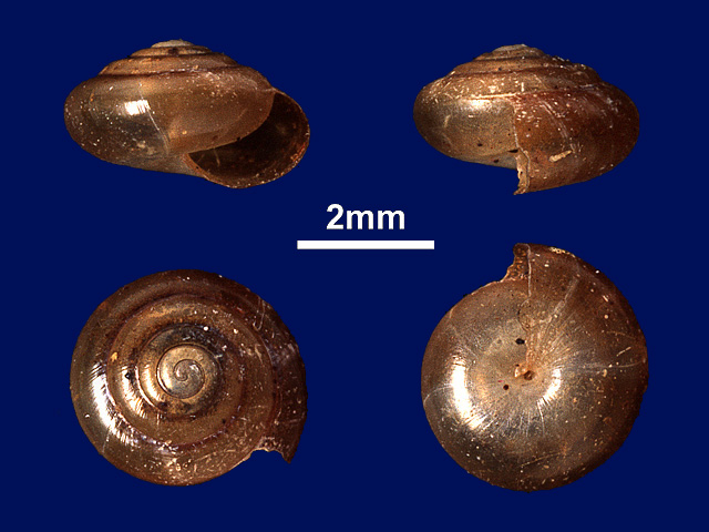 image of Microcystina lita (a)