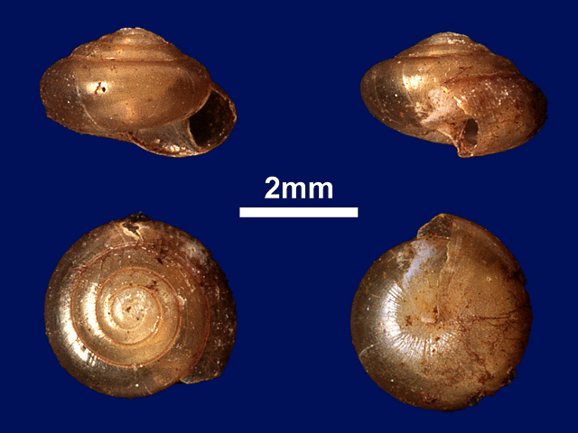 image of Microcystina lita (b)