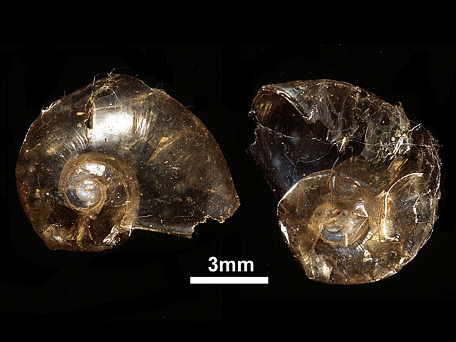 image of Satiella membranacea (a)