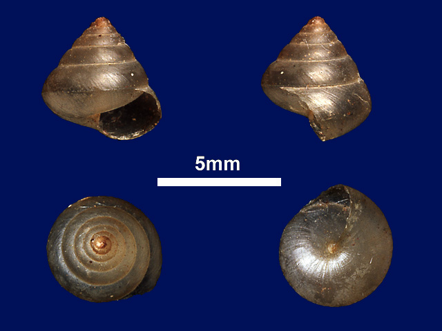image of Sitala phyllophila