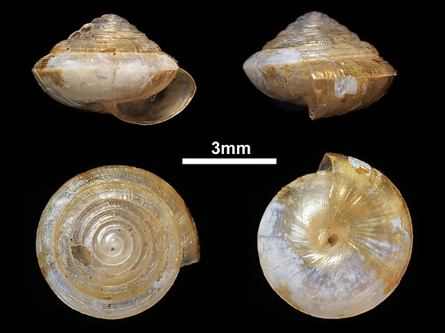 image of Sitala pyramidalis  (a)