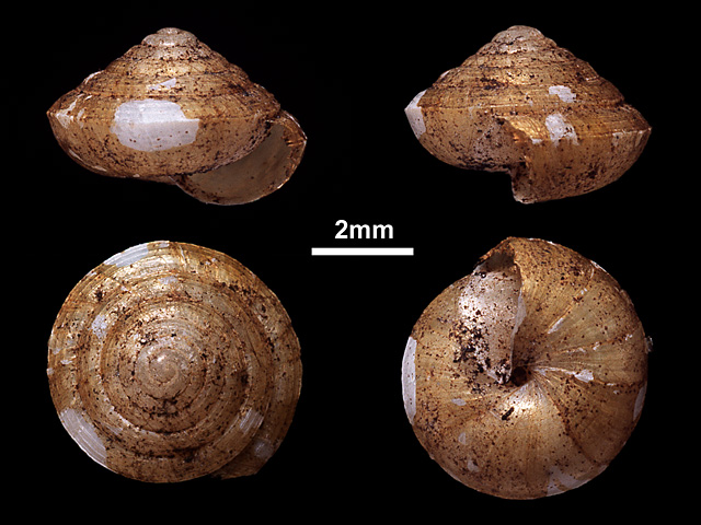 image of Sitala pyramidalis  (b)