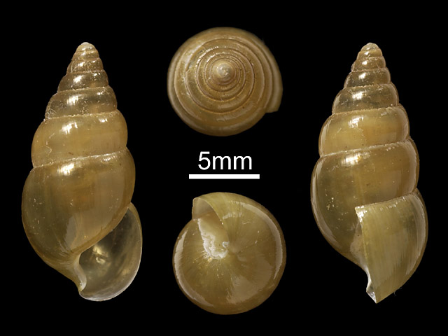 image of G.inornata var minor