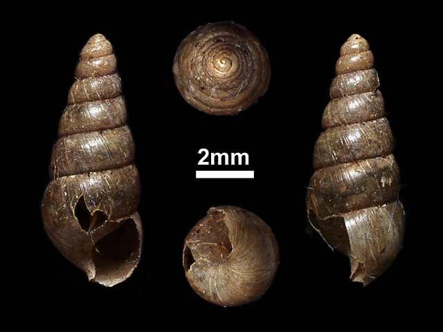 image of Glessula capillacea (a)