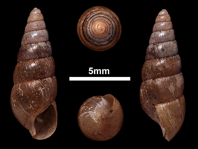 image of Glessula capillacea (b)