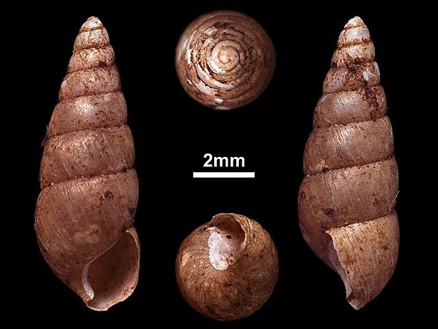 image of Glessula capillacea (c)