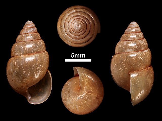 image of Glessula ceylanica (b)