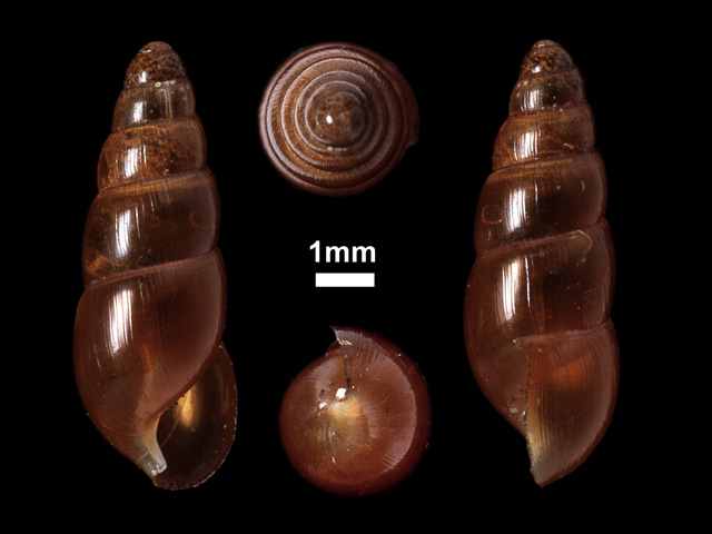 image of Glessula collettae (a)