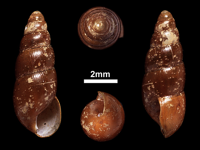 image of Glessula collettae (b)