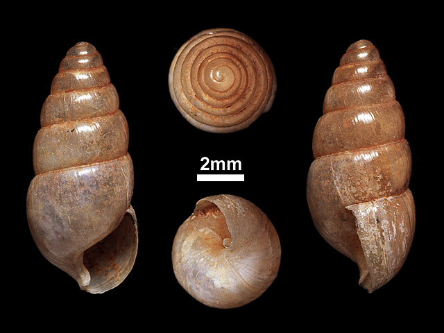 image of Glessula deshayesi (a)