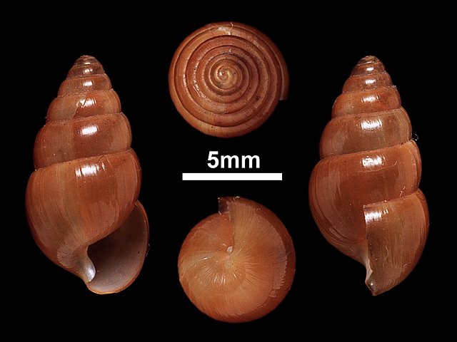 image of Glessula deshayesi (b)