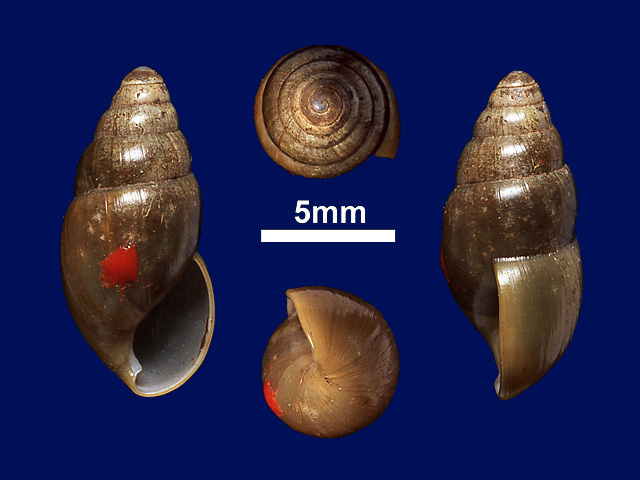 image of Glessula fulgens