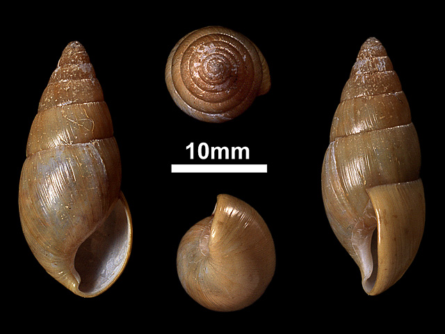 image of Glessula inornata