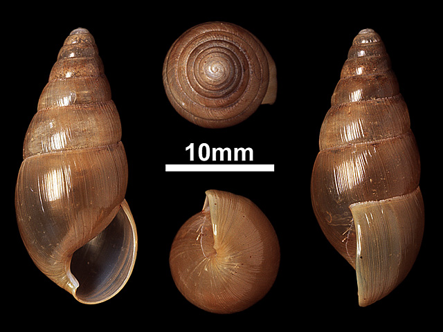 image of Glessula lankana (b)