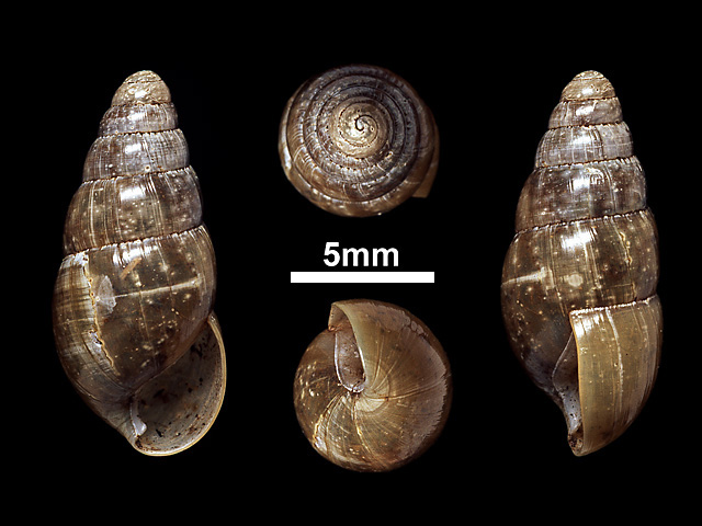 image of Glessula layardi