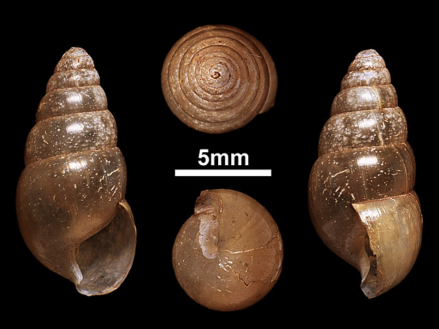 image of Glessula nitens (a)