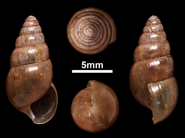 image of Glessula nitens (b)