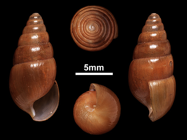 image of Glessula nitens (c)