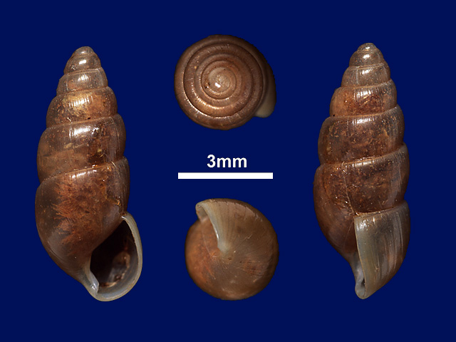 image of Glessula pachycheila (b)
