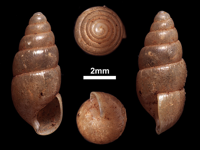 image of G.pachycheila var.taprobanica