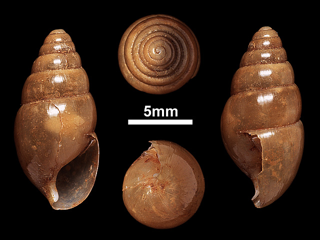 image of Glessula panaetha (b)