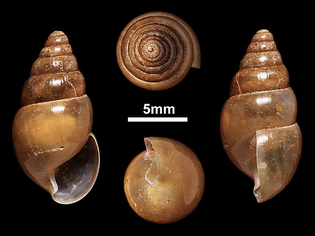 image of Glessula panaetha (c)