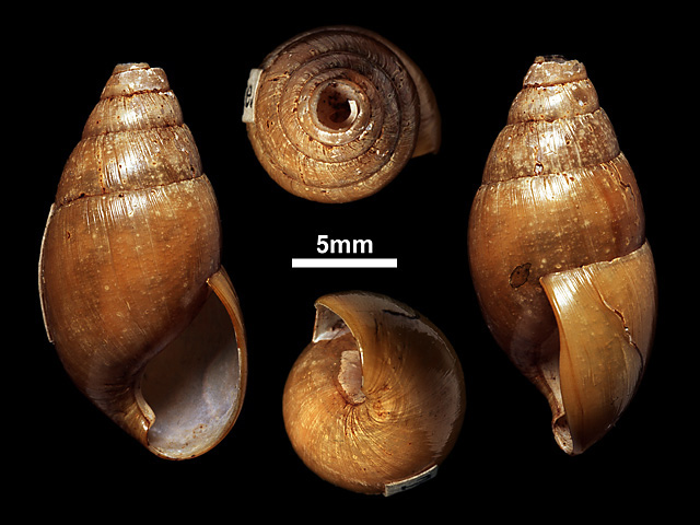 image of Glessula parabilis (a)