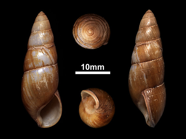 image of Glessula prestoni