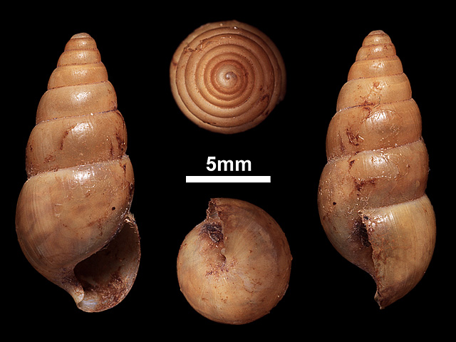 image of Glessula punctogallana (a)