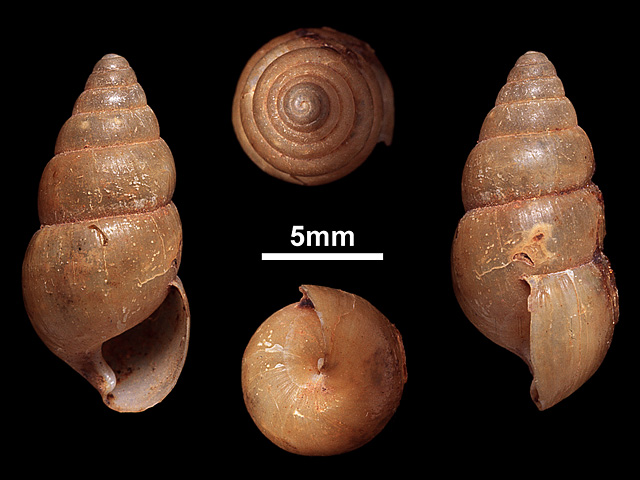 image of Glessula punctogallana (b)