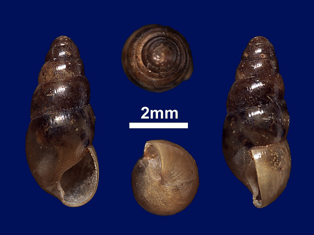 image of Glessula pusilla (a)