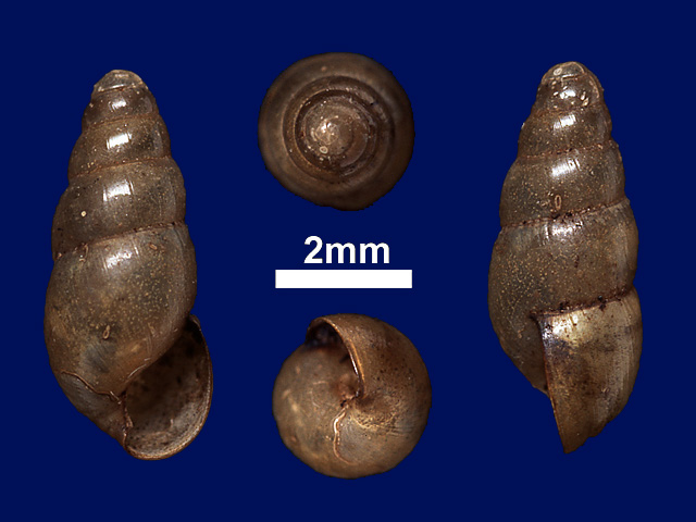 image of Glessula pusilla (b)