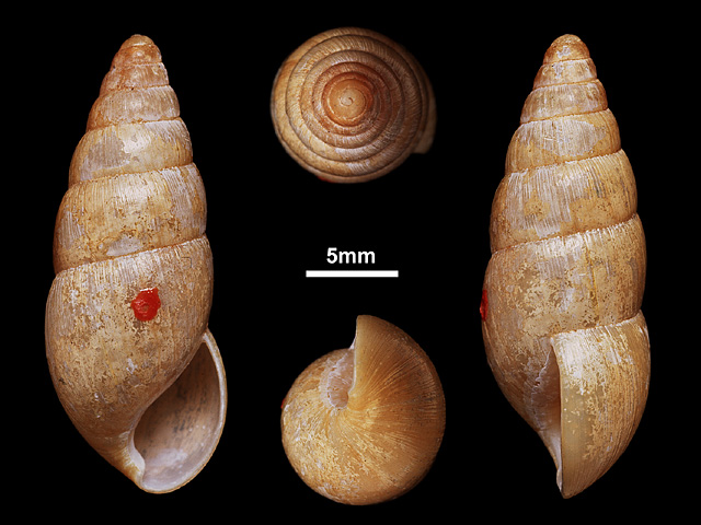 image of Glessula reynelli (a)