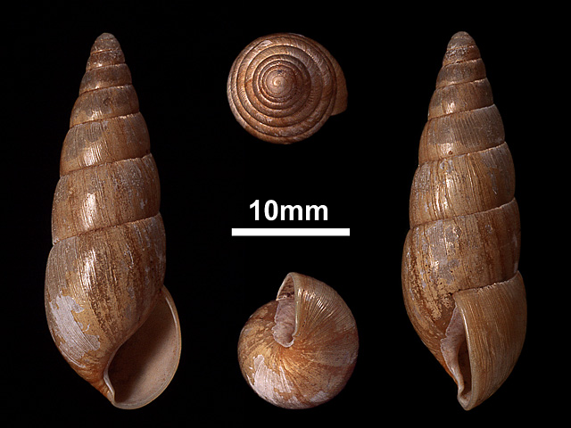 image of Glessula reynelli (b)