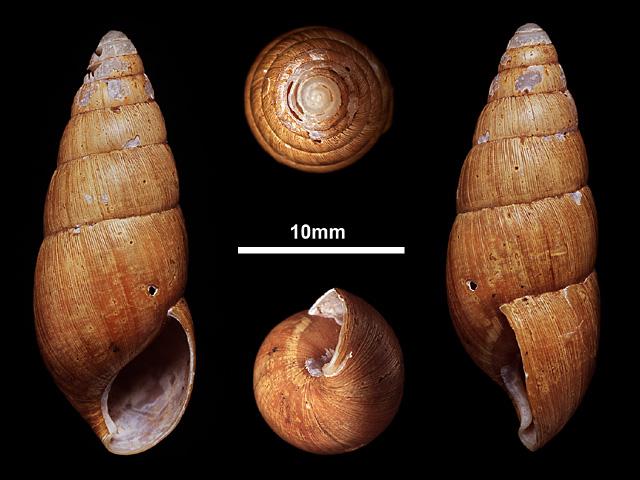 image of G.reynelli var.immitis (a)