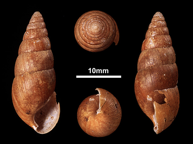 image of G.reynelli var.immitis (b)
