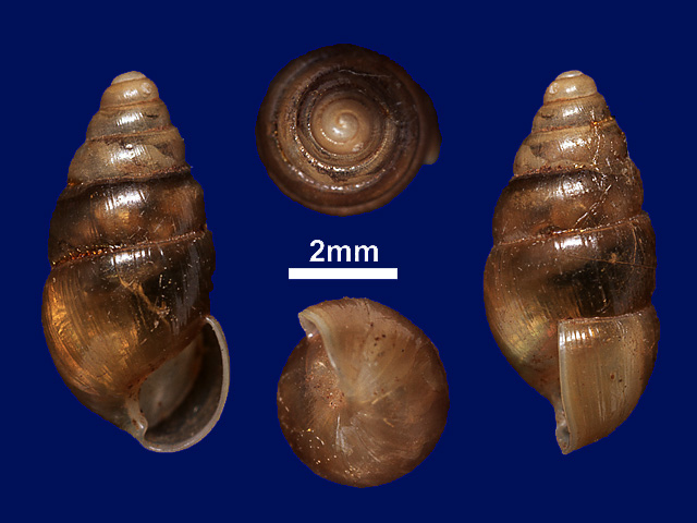 image of Glessula sattaraensis 