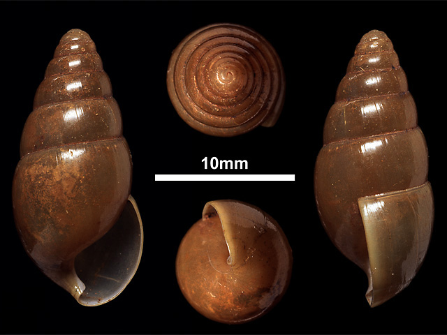 image of Glessula serena (a)