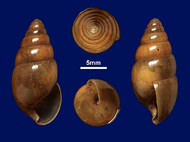 image of Glessula serena (b)