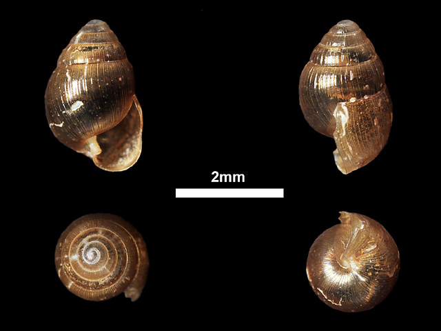 image of Glessula simoni (a)