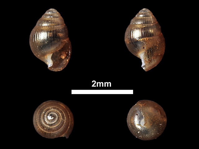 image of Glessula simoni (c)